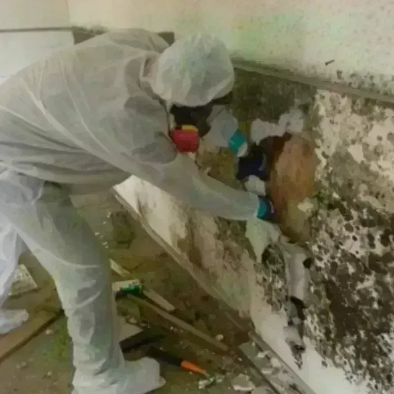 Mold Remediation and Removal in White Oak, OH